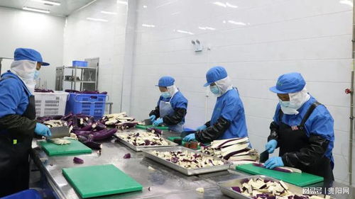 貴陽農產品物流園鮮凍蔬菜加工項目投產 提升產業鏈效率，助力鄉村振興