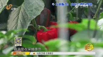 智能農業新篇章 夫妻攜手，手機遠程掌控三座蔬菜大棚